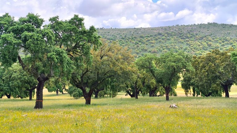 WhatsApp Image 2025-05-30 at 10.04.101