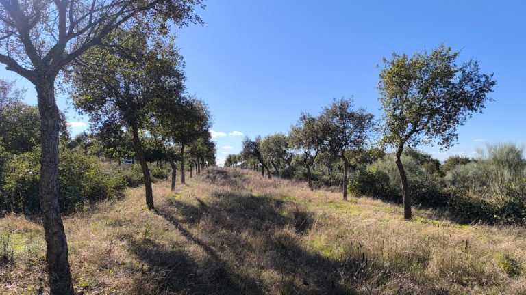 WhatsApp Image 2025-05-30 at 10.04.115