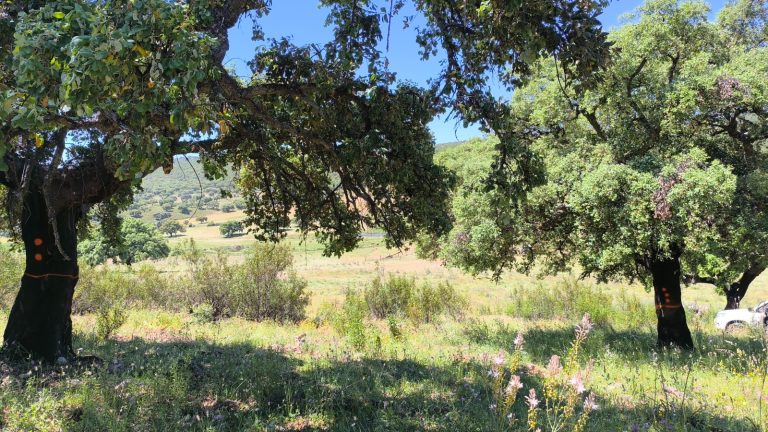 WhatsApp Image 2025-05-30 at 10.04.12